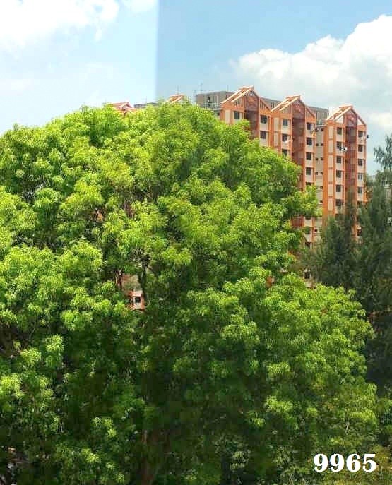solar film 9965
